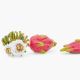Paradis Perdu dragon fruit and flower earrings - Les Néréides